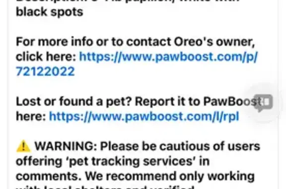 Lost 12-Year-Old Dog on Rhapsody Drive
