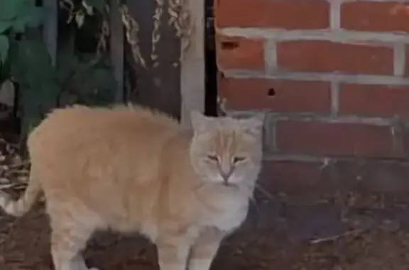 Chat roux et blanc abandonné à Lille - photo
