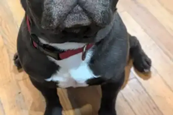 Missing dog , photo: Lost Senior Dog: Needs Meds & Attention