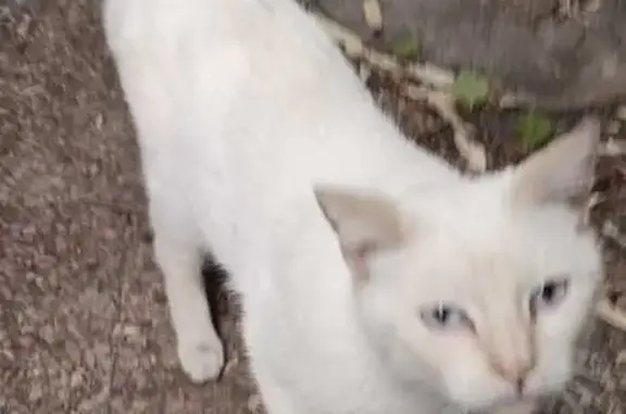 Gato encontrado Madrid, foto: Gato Blanco con Cola Atigrada en Madrid