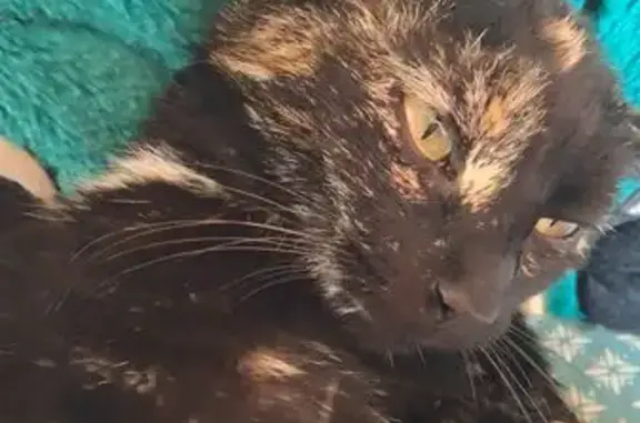 Animaux trouvés , photo: Jeune chatte sociable trouvée à Puy-l'Évêque