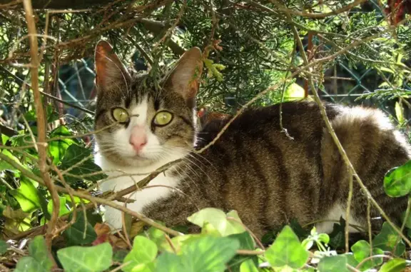 Animaux perdus , photo: Chatte tigrée perdue, Lison, Normandie