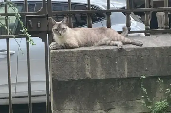 Chat trouvé Besançon, photo: Chat gris-brun trouvé Rue de l'École