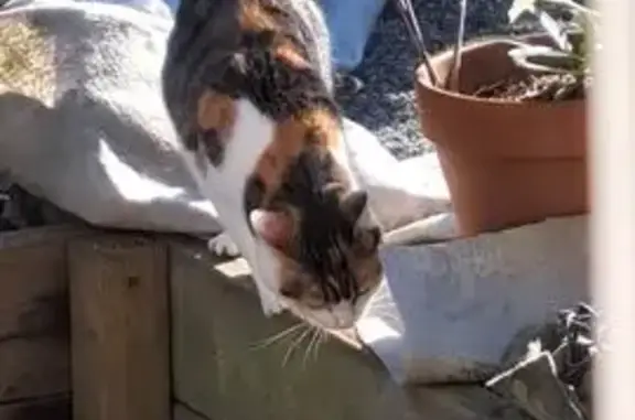 Chatte tricolore perdue à La Seyne-sur-Mer - photo