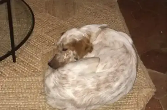 Chien perdu Champhol, photo : Setter anglais perdu, collier orange, Champhol