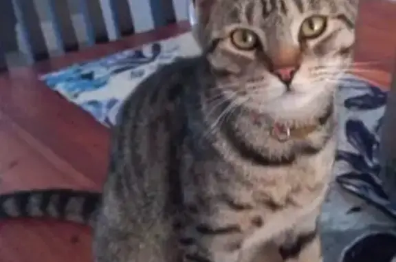 Lost Grey Cat: Friendly & Micr...