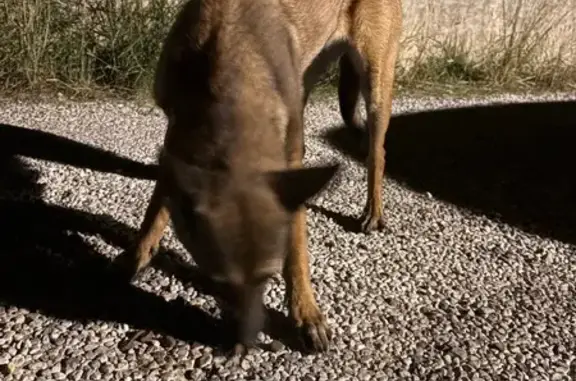 Animaux trouvés Pinet, photo: Chienne malinoise trouvée à Pinet