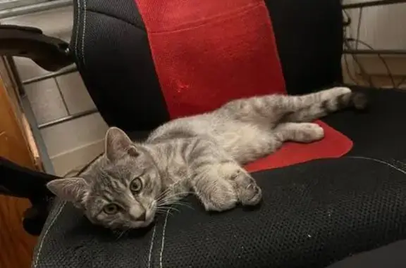 Chatte tigrée grise perdue à Paugnat - photo