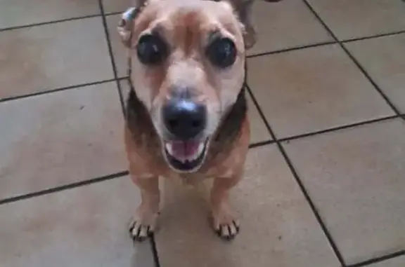 Chien trouvé , photo: Chien trouvé chemin de Rajat, amical mais craintif