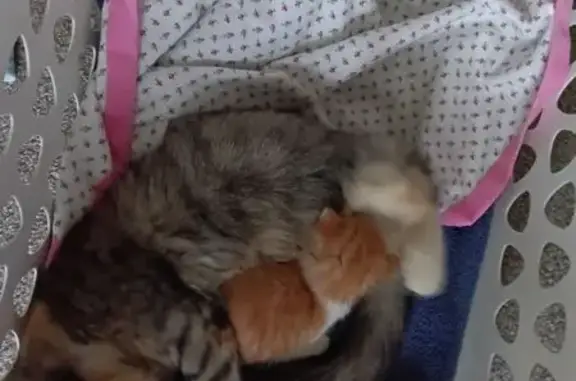 Found pets Shawnee, photo: Adopt a Sweet Calico & Kitten Duo!