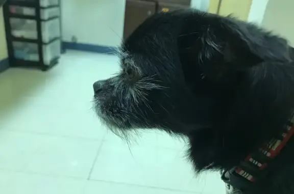 Lost Senior Chihuahua: Deaf & Blind