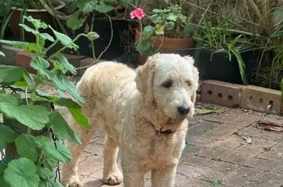 Lost: Timid Groodle 'Honey' in...