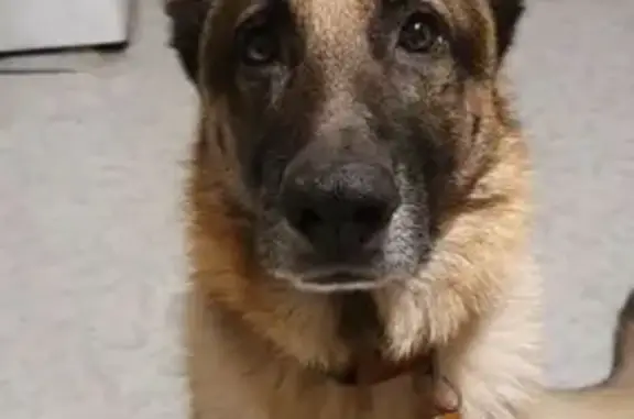 Lost German Shepherd: Help Us...