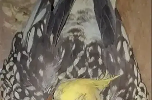 pássaro desaparecida