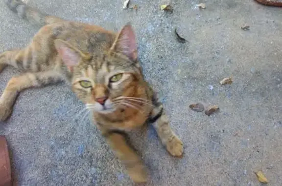 Found pets Tyler, photo: Found: Sweet Tabby Cat with Pink Collar