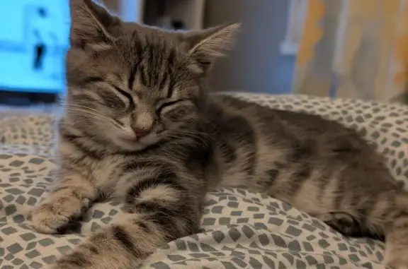 Animaux perdus Meudon, photo: Chaton gris tigré perdu à Meudon