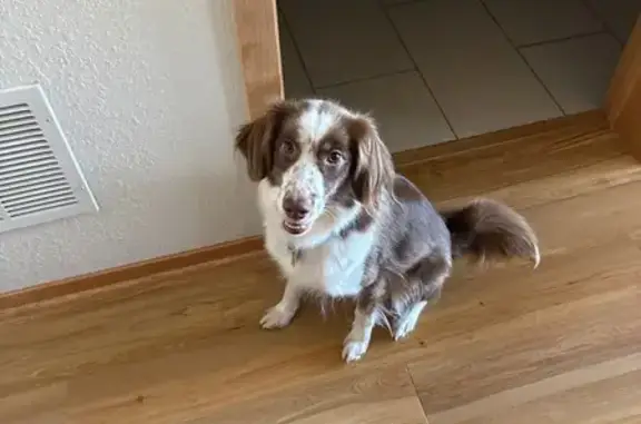 Lost pets Minneapolis, photo: Lost Mini Aussie on Aldrich Ave, MPLS