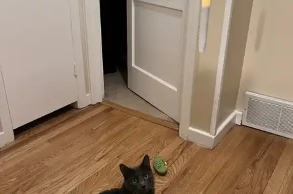 Lost Gray Cat: Friendly & Vocal, 2520 CO