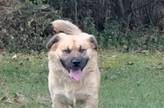 Found dog Roxboro, photo: Friendly Found Dog: Roxboro, NC