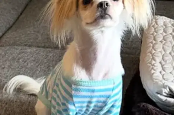 Lost pets Earlysville, photo: Lost Chihuahua Mix: White & Tan, 10 lbs