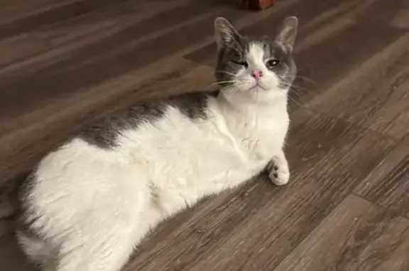 Lost 3-Legged Cat: White & Gray, Green Eyes