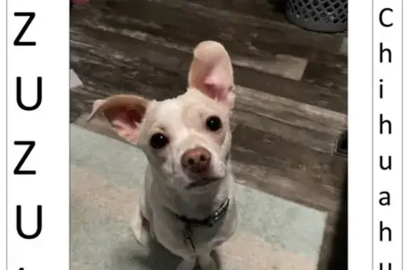 Lost Chihuahua: Zuzu with Curled Tail