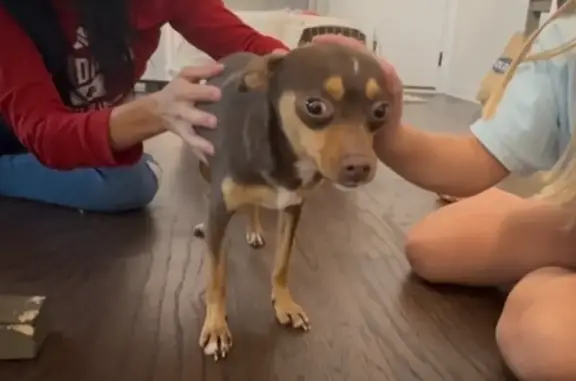 Lost Skittish Dog: Help Find Her!