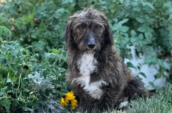 Lost Skittish Dachshund in Spanish Fork