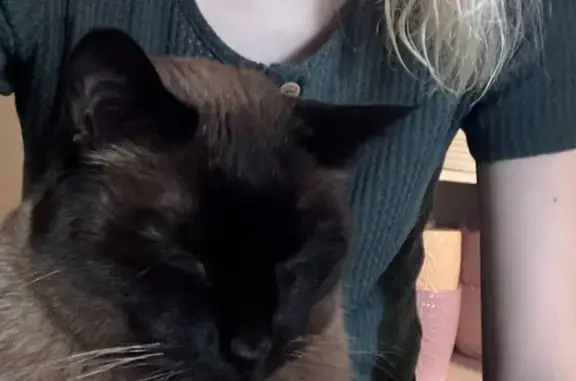 Missing cat , photo: Siamese Cat Lost in Batavia Courthouse