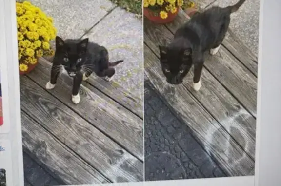 Cat Travels 10 Miles to New Ho...