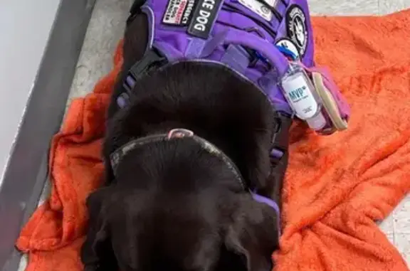 Lost Chocolate Lab Service Dog - Help!