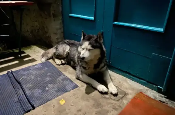 Знайдено собаку Чернівці, фото: Знайдено хаскі на Фізкультурній, Чернівці
