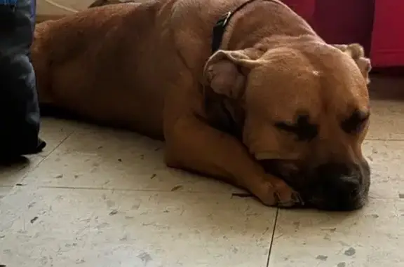 Found pets New York, photo: Found Dog on Merrick Blvd: Help Needed!