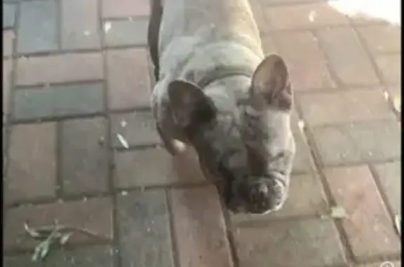 Help Find Oreo: Missing Blind French Bulldog