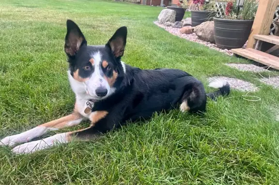 Missing dog Bear Creek, photo: Lost Tri-Color Border Collie in Bear Creek