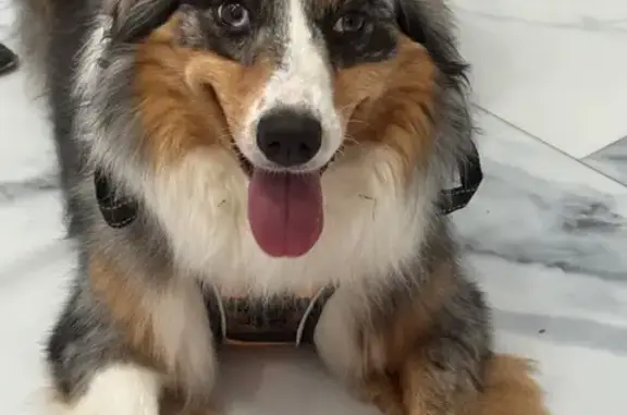 Lost Australian Shepherd, 4yo, Tampa