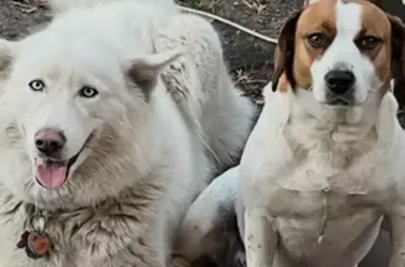 Lost White Husky, Blue Eyes, 11th St Bowie