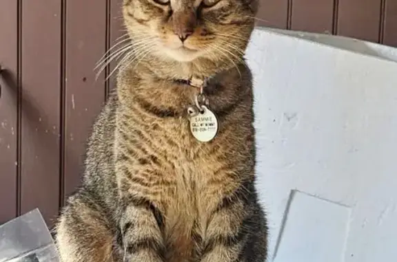 Lost Cat Near Raub MS & St. Luke's ER