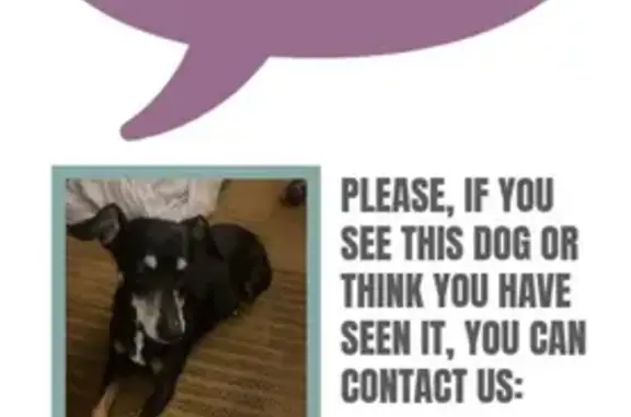 Lost Black Dog: Floppy Ears & White Chest
