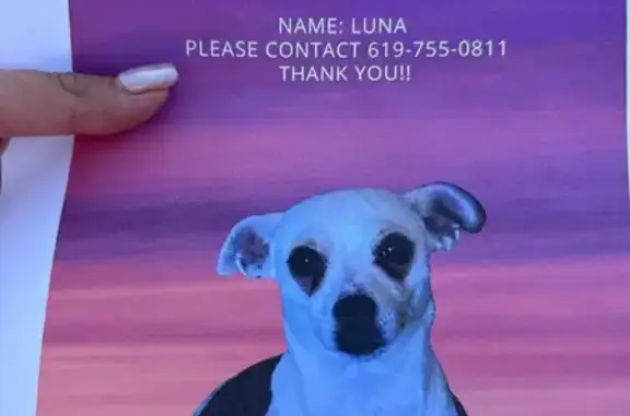 Lost and found pets San Diego, photo: Lost Dog Luna: White with Ear Mark, SD