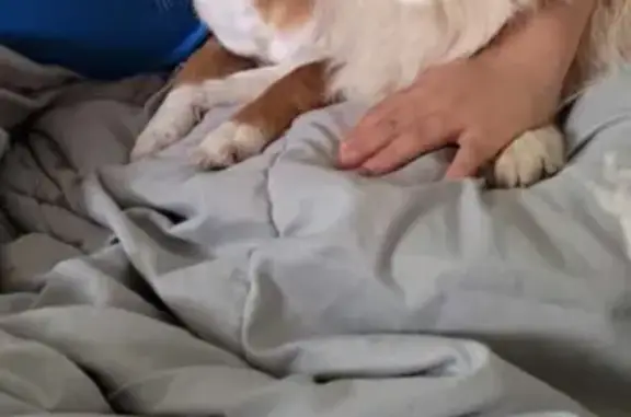 Lost pets Pittsburg, photo: Friendly Tan Chihuahua Lost on Stoneman Ave