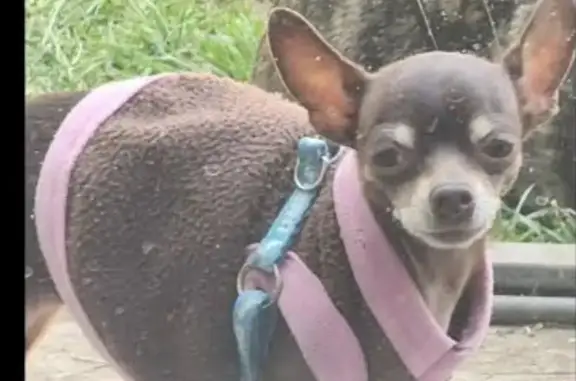 Perro Chihuahua Mini Perdido en Naucalpan