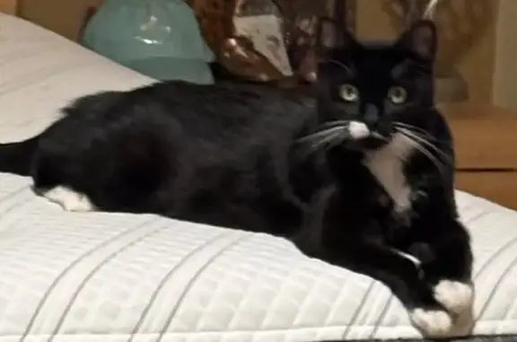 Found: Sweet Cat from Englewoo...