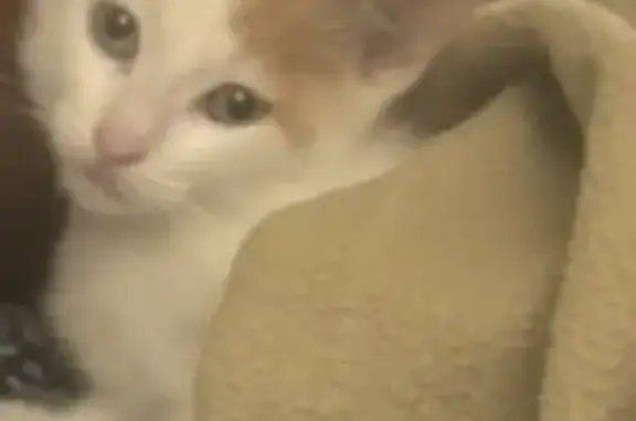 Lost Kitten: White with Tan Spots, Atlanta