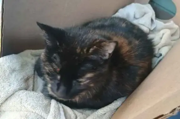 Found: Quiet Black & Brown Cat...