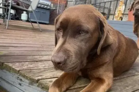 Lost Brown Labrador in Meander Valley