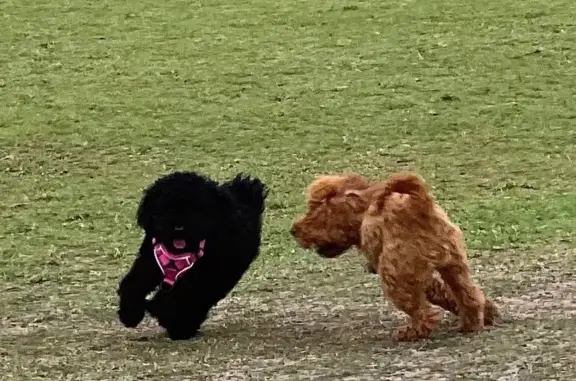 Help Find Apple: Lost Brown Toy Poodle