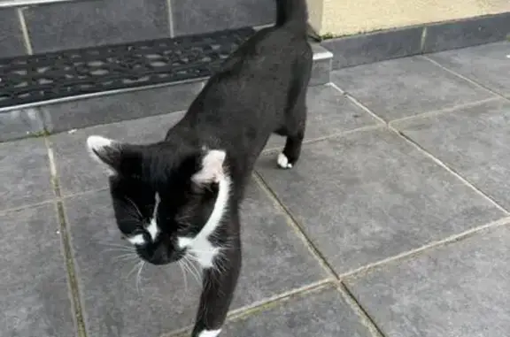 Chat perdu à Faches-Thumesnil - photo