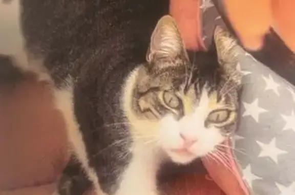 ¡Ayuda a encontrar a Isis en Fuengirola!