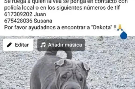 Perra Sharpei Perdida en Platja del Rei